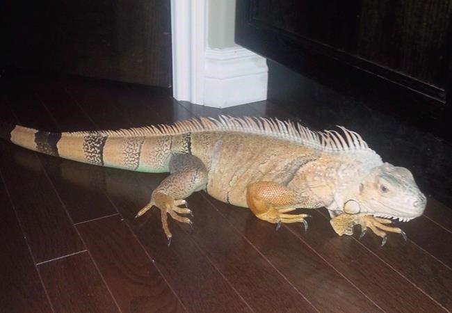 اجمل+كبيني Gaylord the iguana found cold, but OK under neighbour's deck in ...