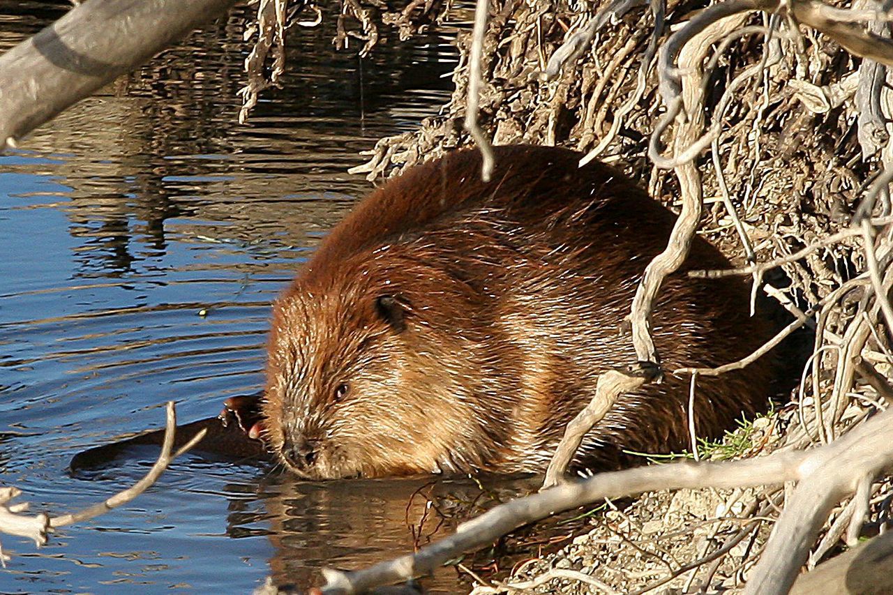 Furry Asian Beavers Telegraph