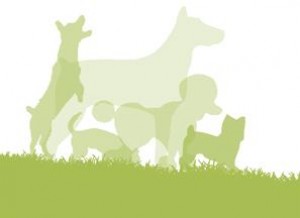 Pet Talk 