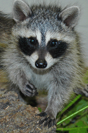 Wildlife Rescue Center