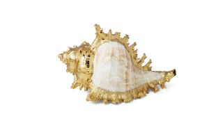 6 Aerin_Ram's Murex Shell.jpg