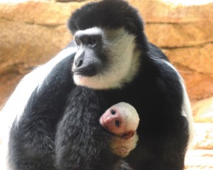 lips-zoo_0727.jpg