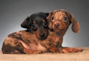 Animal Rehabilitation Organizations  