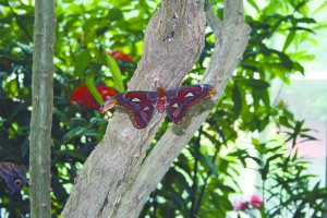 stl1f_0309.jpg