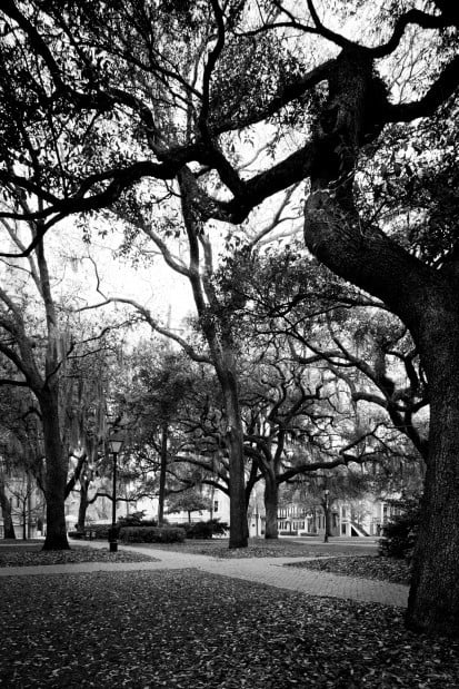 Savannah