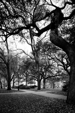 Savannah