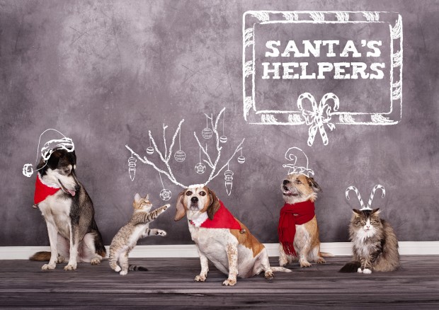 holidaycrds-FiveAcres_110212 animal shelter.JPG
