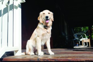 pet_feature_1111.jpg