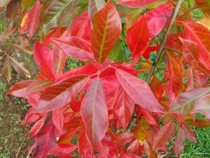 landscape Afterburner Tupelo leaf.jpg