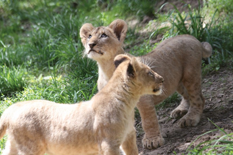 lil7-ZooCub4_0525.jpg