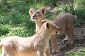 lil7-ZooCub4_0525.jpg