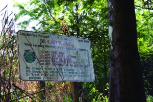 trav_swamp_1111.jpg