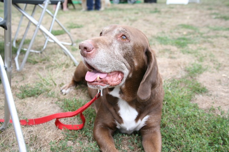 Yappy Hour!