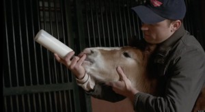Clydesdale NEW