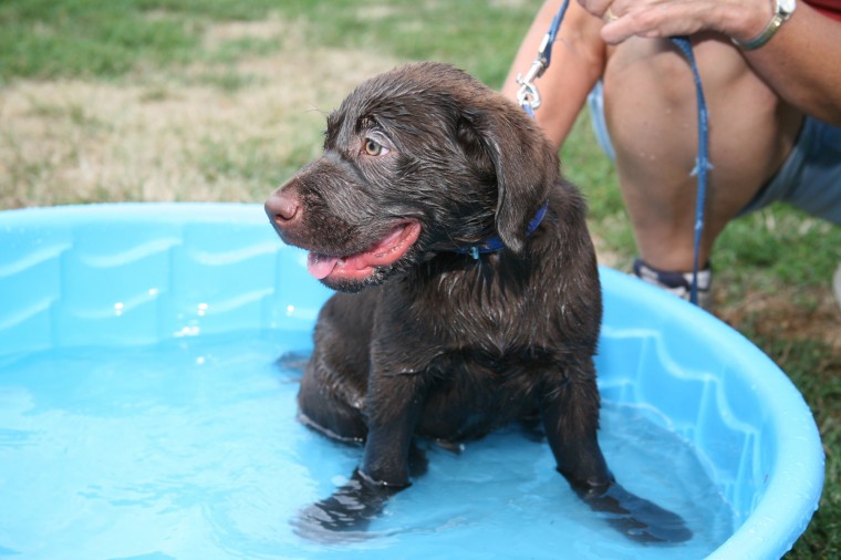 Yappy Hour!