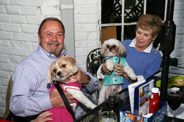 Dogs' Night Out