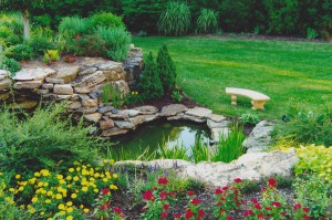dp1-pond_0831.jpg