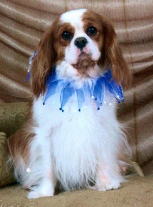 Inspirational Pet Tales  
