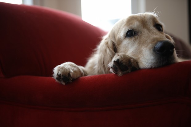 Pet column