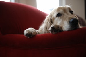 Pet column