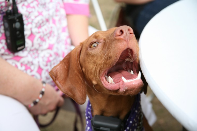 Yappy Hour!
