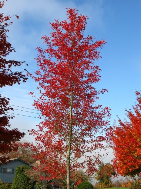 landscape Afterburner Tupelo Tree.jpg