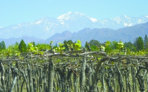WineLife_0224.jpg