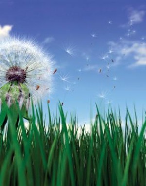 Allergies  