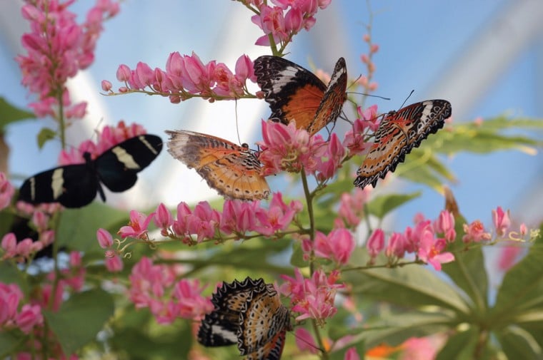 lil7-ButterflyHouse3_0525.jpg