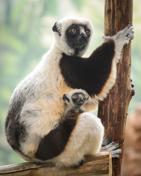 Sifaka