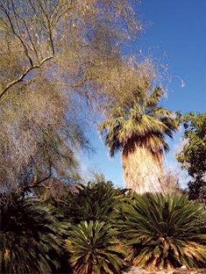 Palm Springs Beyond Golf 