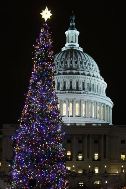 Capitol Christmas Tree