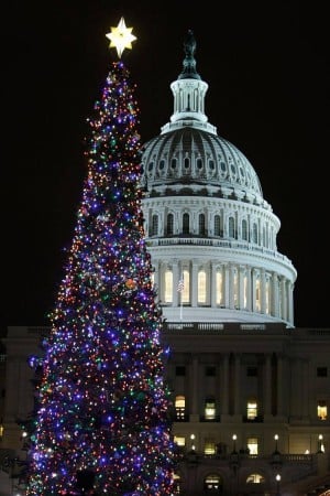 Capitol Christmas Tree