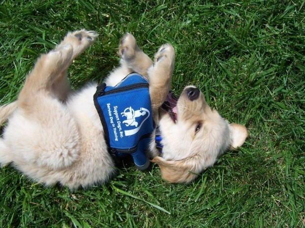 SupportDogs-puppy-100512