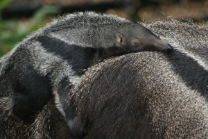 anteater