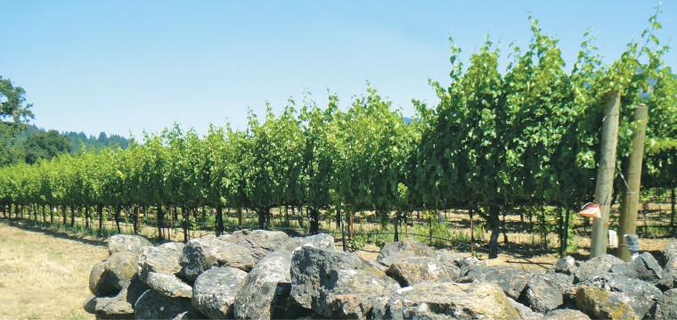 EL_travel_vines0733.jpg