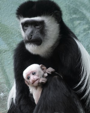 monkey