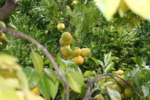 Lemon tree 