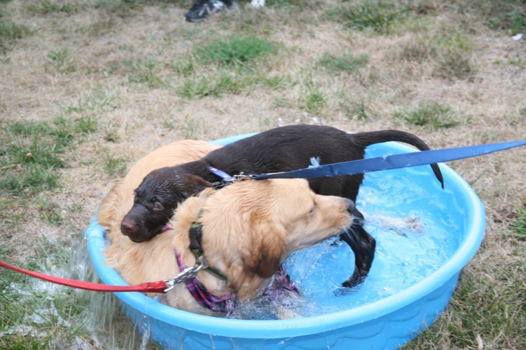 Yappy Hour!