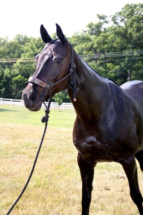 Epworth's 17th Annual Charity Polo Match