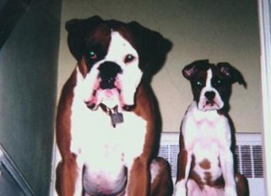 Inspirational Pet Tales  