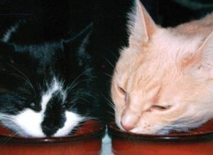 Inspirational Pet Tales  