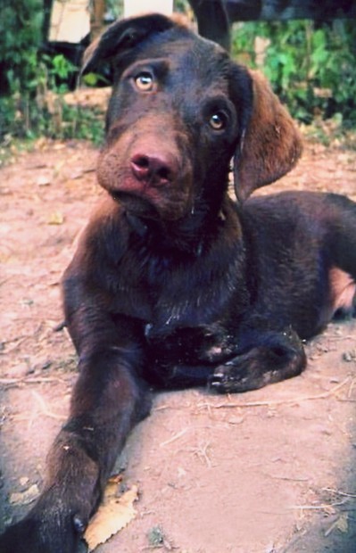 11-9_AbandonPaws