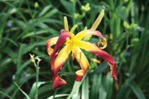 The Garden Tour  