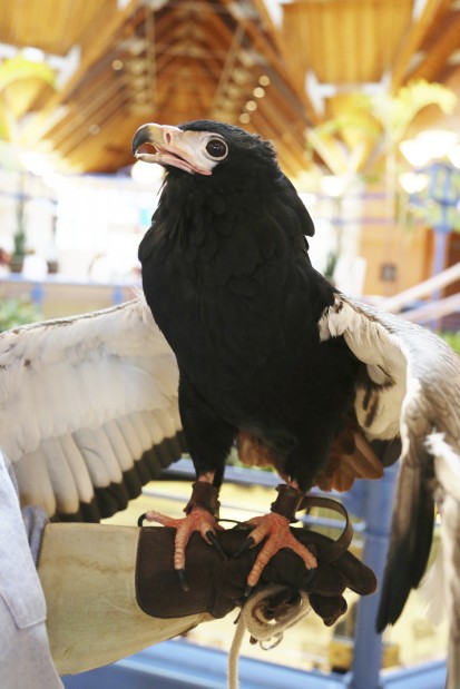 Zoofari