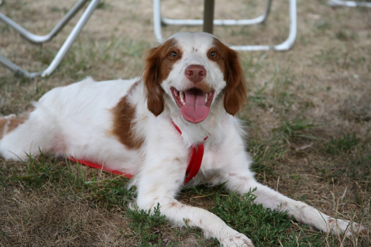 Yappy Hour!