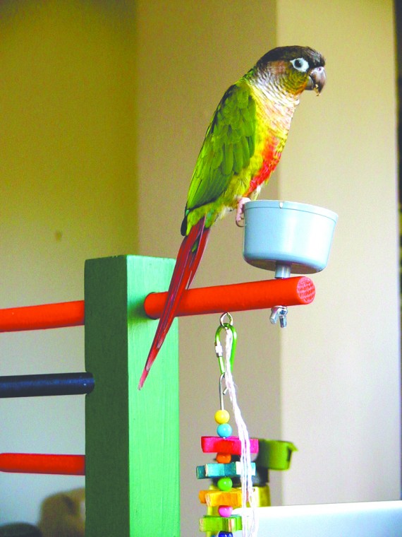 pet feature_0413.jpg