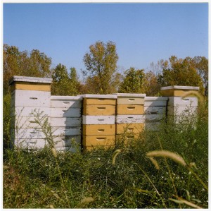 PI Bee Sanctuary STILL.jpg
