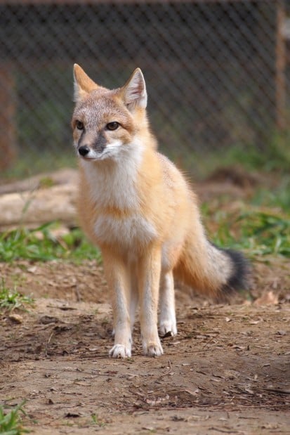 Swift Fox