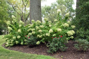 Sherwood's Forest